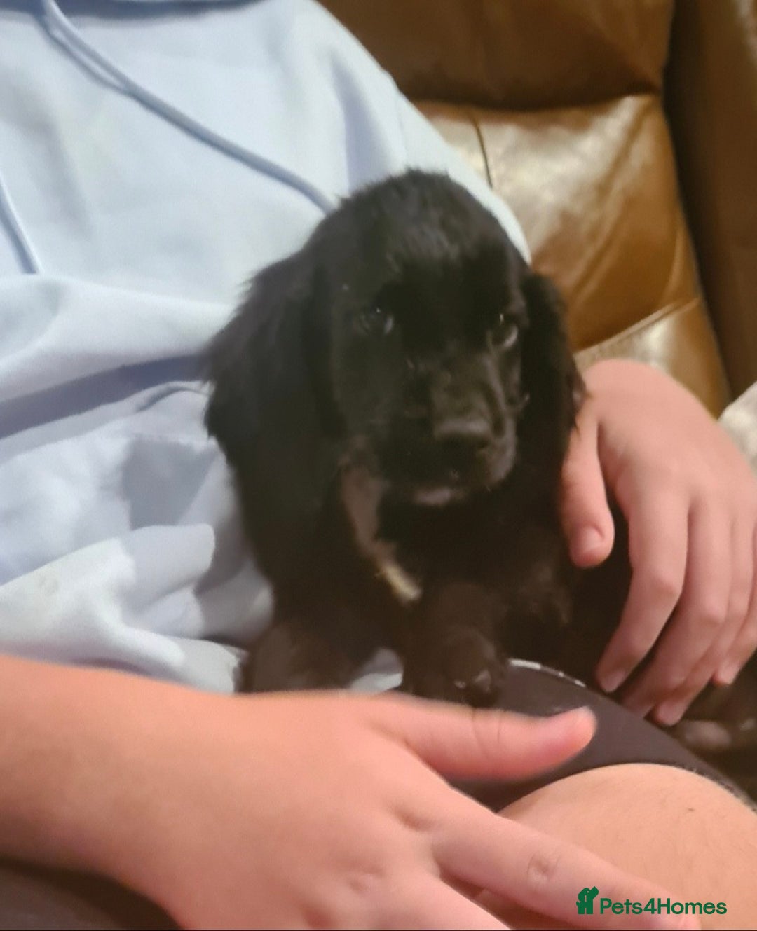 Sprocker dogs for sale: Stunning F1 Sprocker spaniel puppies - Image 14