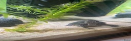 Turtle reptiles for sale: Baby musk turtle for sale - Advert 2
