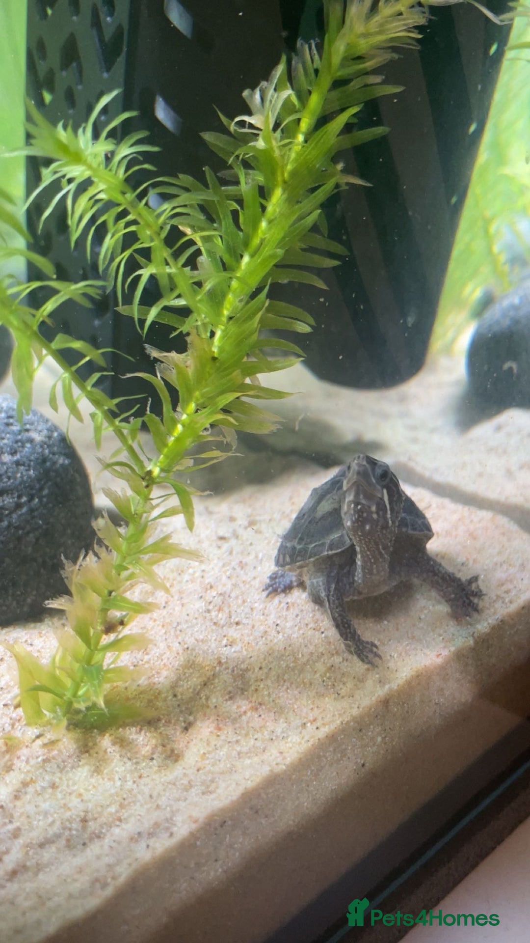Turtle reptiles for sale: Baby musk turtle for sale - Advert 2