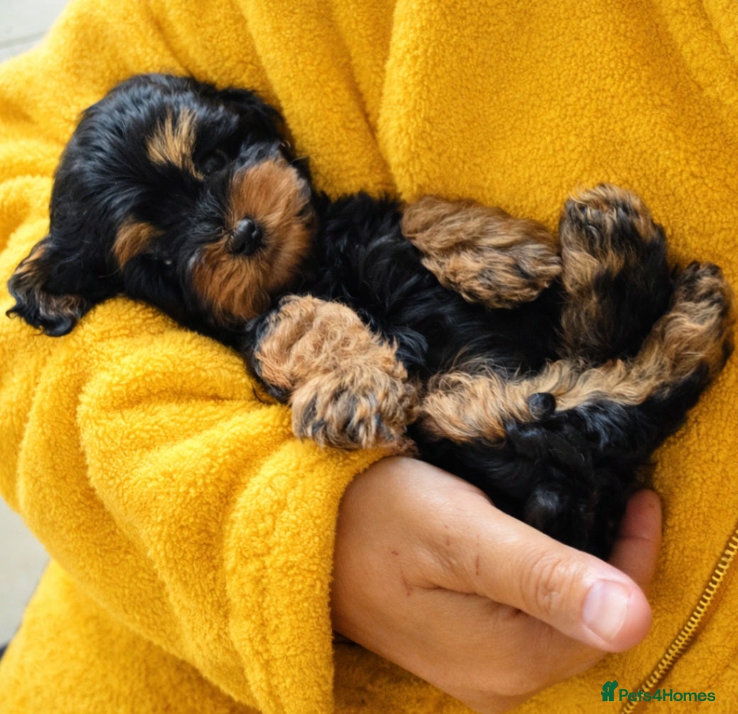 Cockapoo dogs Cockapoo puppies - Advert 4