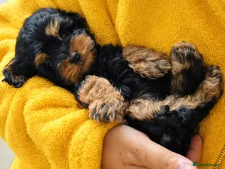 Cockapoo dogs Cockapoo puppies - Advert 4