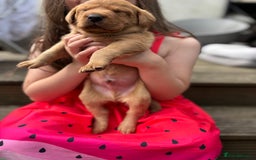 Labrador Retriever dogs for sale: KC registered Labrador retrievers for sale  - Image 25