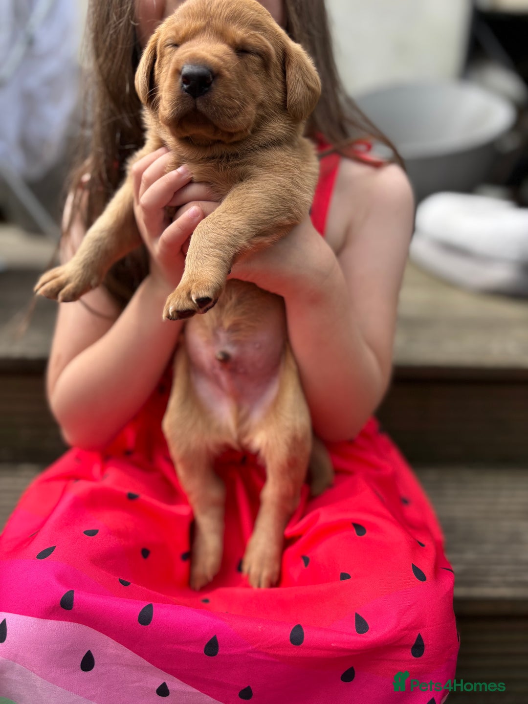 Labrador Retriever dogs for sale: KC registered Labrador retrievers for sale  - Image 25