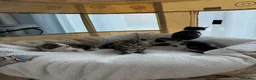 Domestic Shorthair cats for sale: 5 beautiful kittens ready for homes, from 21st Nov in Bridgwater - Advert 4