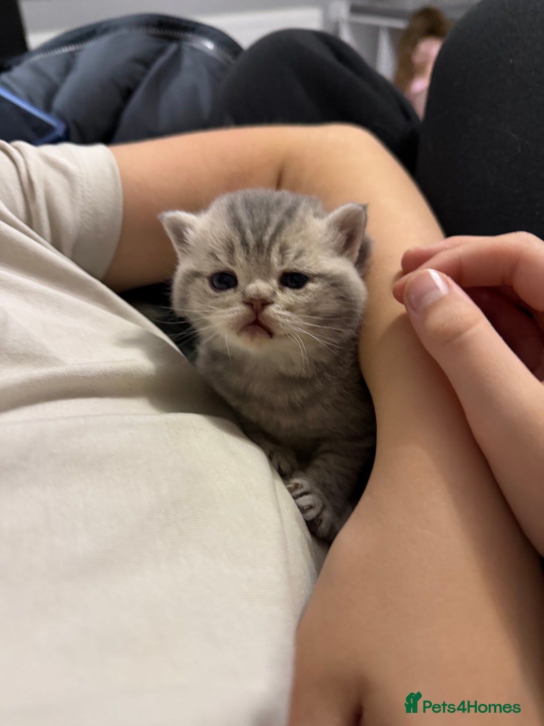 British Shorthair cats for sale: British short hair kittens  - Advert 4