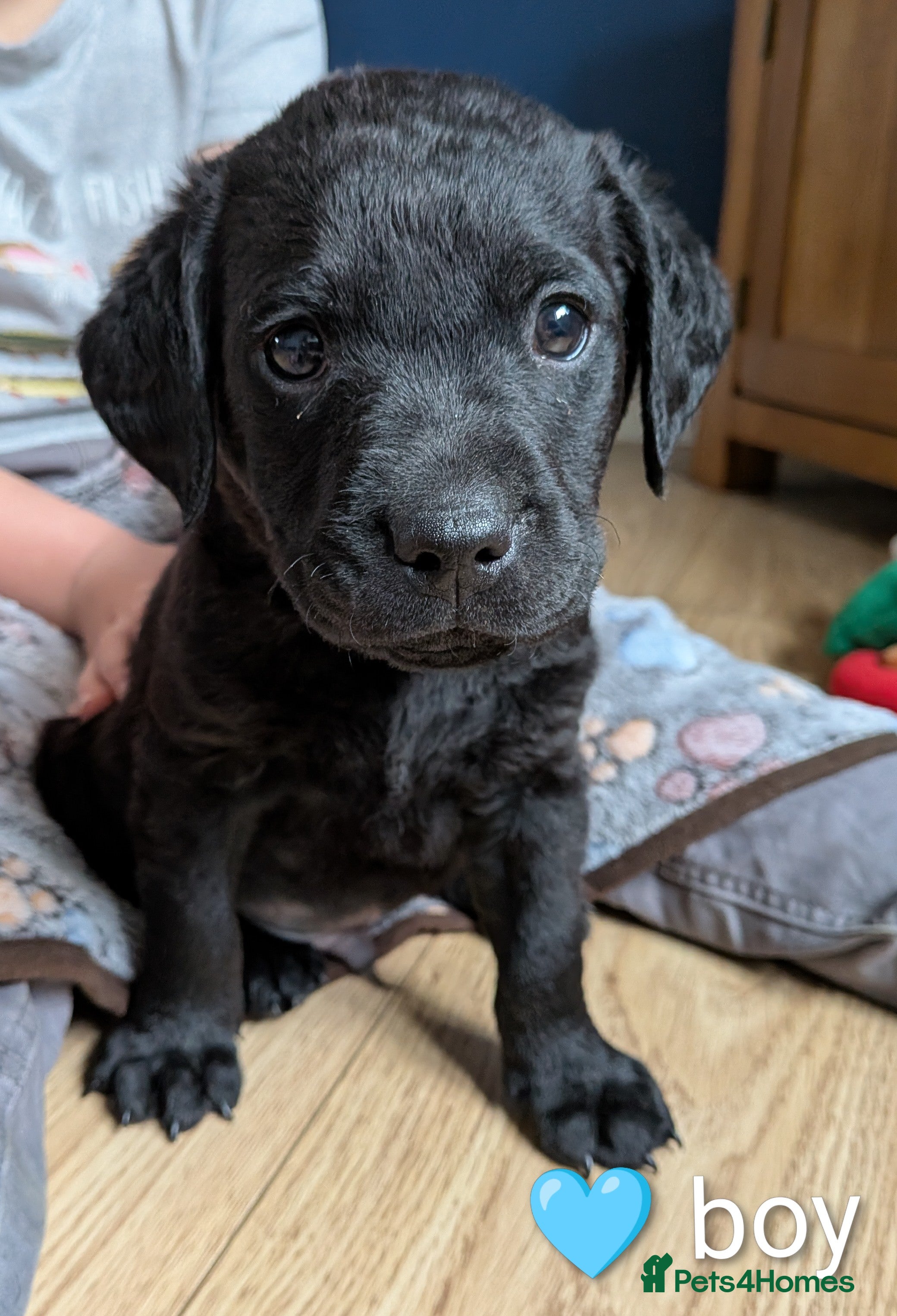 Labrador Retriever dogs Labrador puppies  - Advert 6