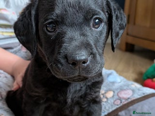 Labrador Retriever dogs Labrador puppies - Advert 6