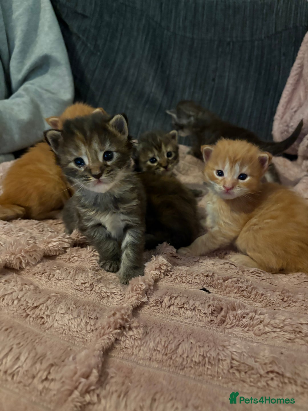Maine Coon cats for sale: TICA registered Maine coon kittens rare red girl  - Advert 14