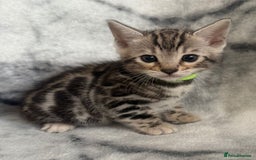 Bengal cats for sale: 🏡Gorgeous Bengal Kittens–Ready for Reservation 🐾 - Image 11
