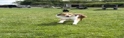 Mixed Breed dogs for sale: Rough Collie x Border Collie  - Advert 2