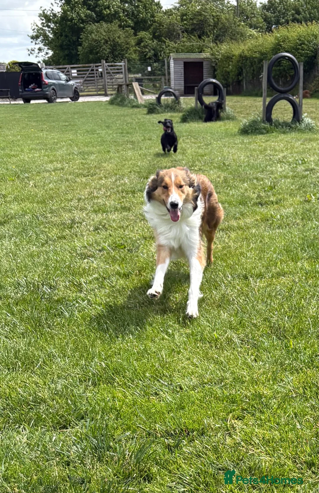 Mixed Breed dogs for sale: Rough Collie x Border Collie  - Advert 2