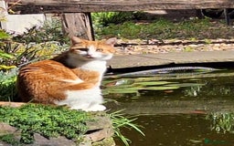 Mixed Breed cats for sale: Neville - Image 1
