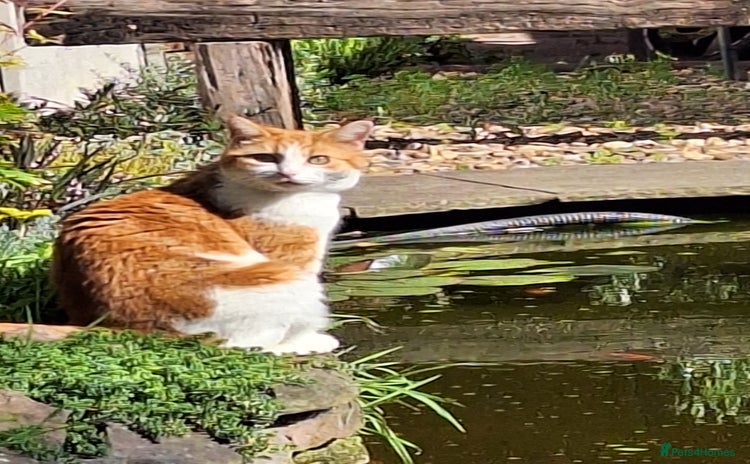 Mixed Breed cats - Advert 16