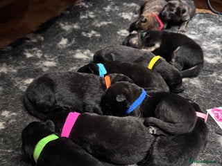 German Shepherd dogs for sale: Adorable German Shepherd Pups - Advert 1