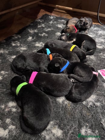 German Shepherd dogs Adorable German Shepherd Pups - Advert 1