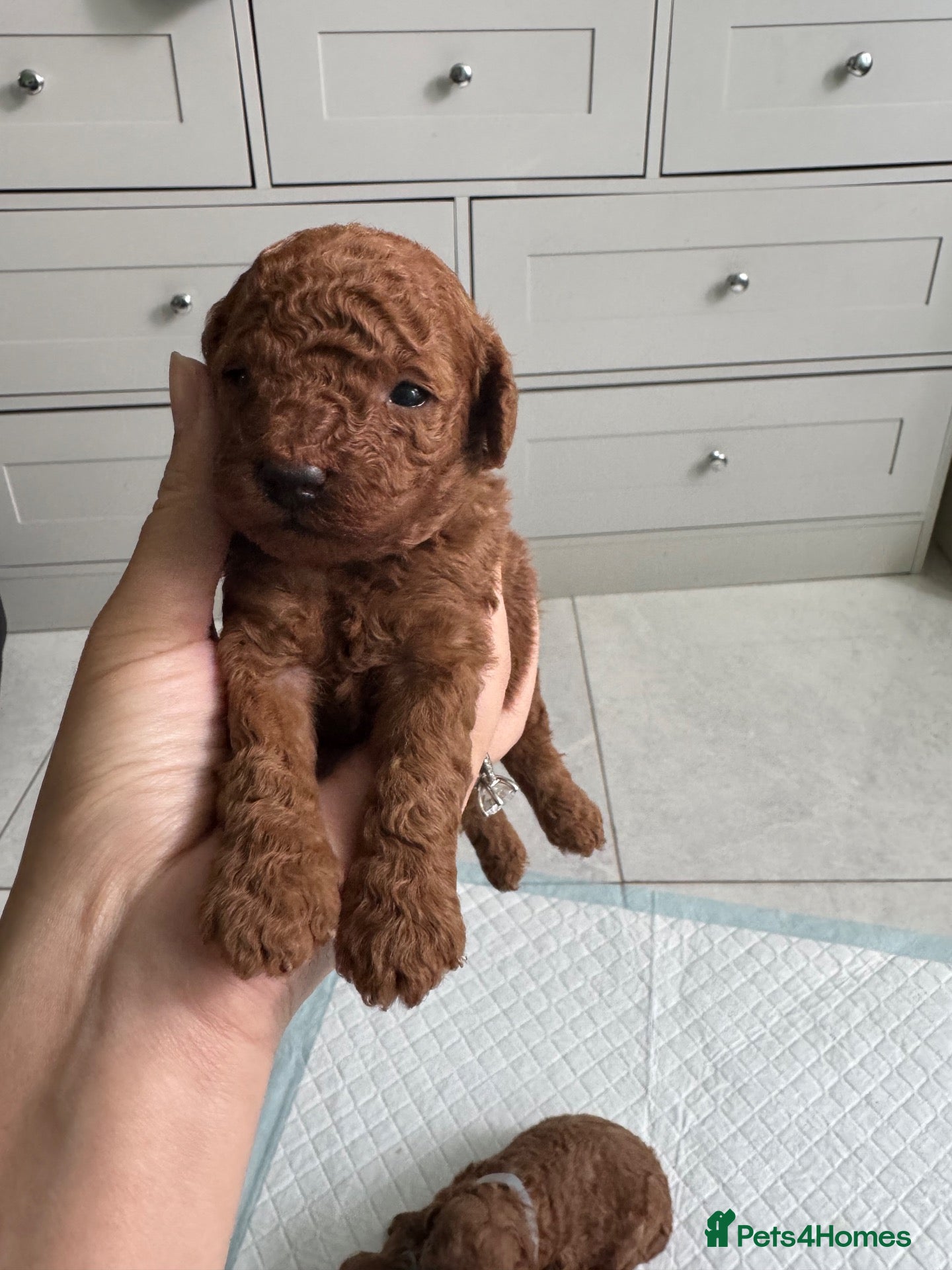 Toy Poodle dogs KC dark ExtraTiny toy poodle puppies champion line - Advert 1