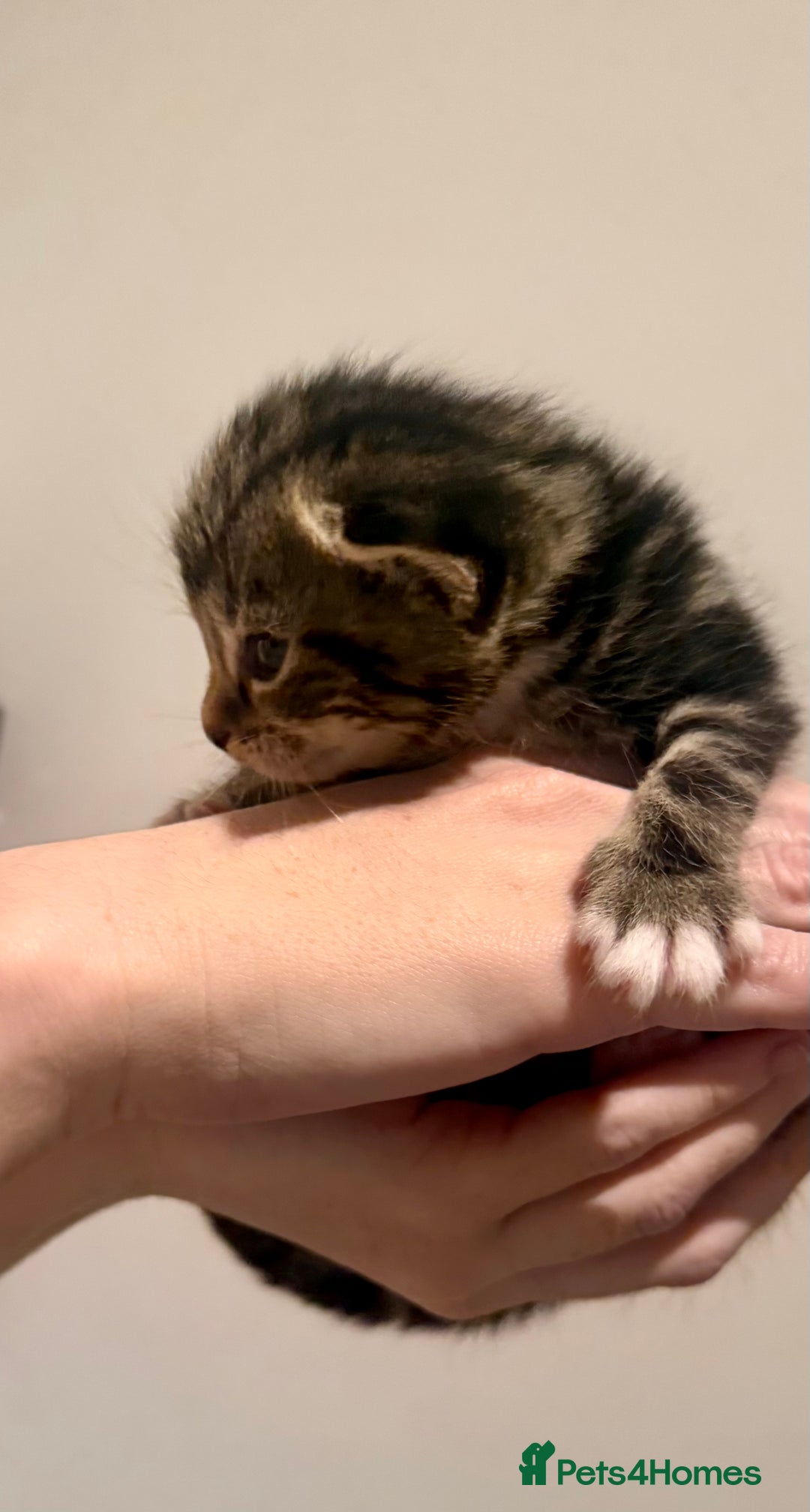 Mixed Breed cats for sale: Stunning Turkish Angora/ domesticShorthairKittens  - Advert 3