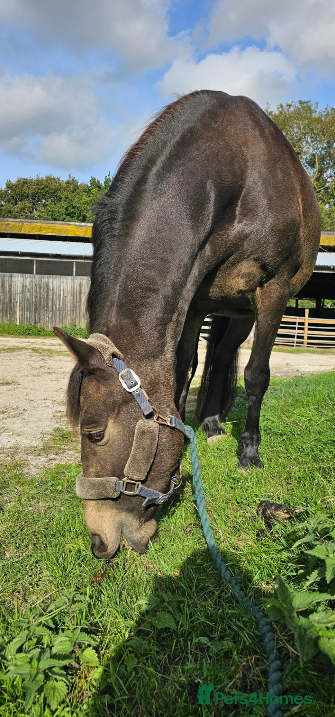 Andalusian horses for sale: Share  in Dereham - Advert 2