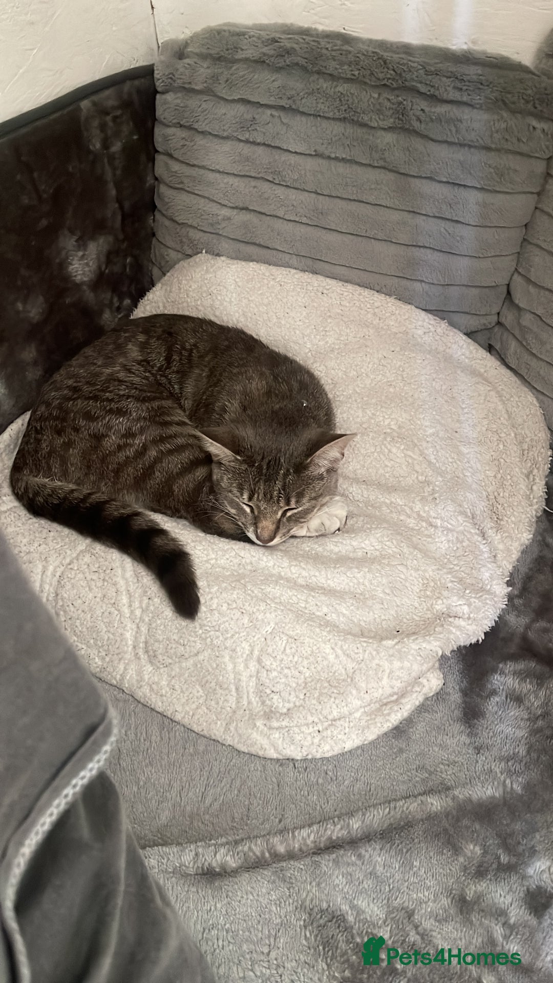 Domestic Shorthair cats for sale: Lola (Bradford based ) - Image 5