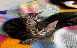 Mixed Breed cats for sale: Playful kittens ready to leave! - Image 17