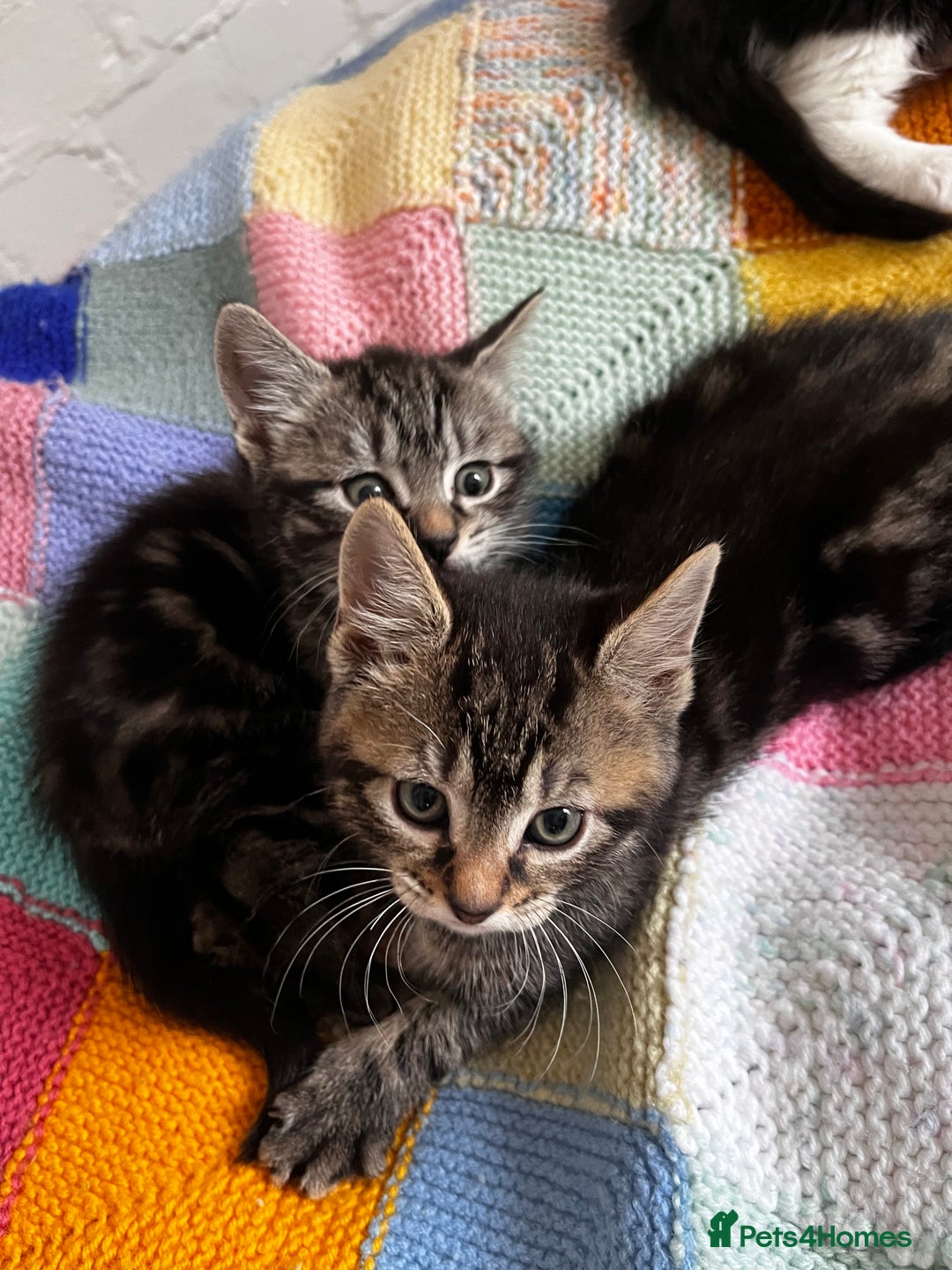Mixed Breed cats for sale: Playful kittens ready to leave! - Image 17