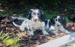 Sprocker dogs for sale: Sprocker Spaniel Puppies  in Swansea - Image 1