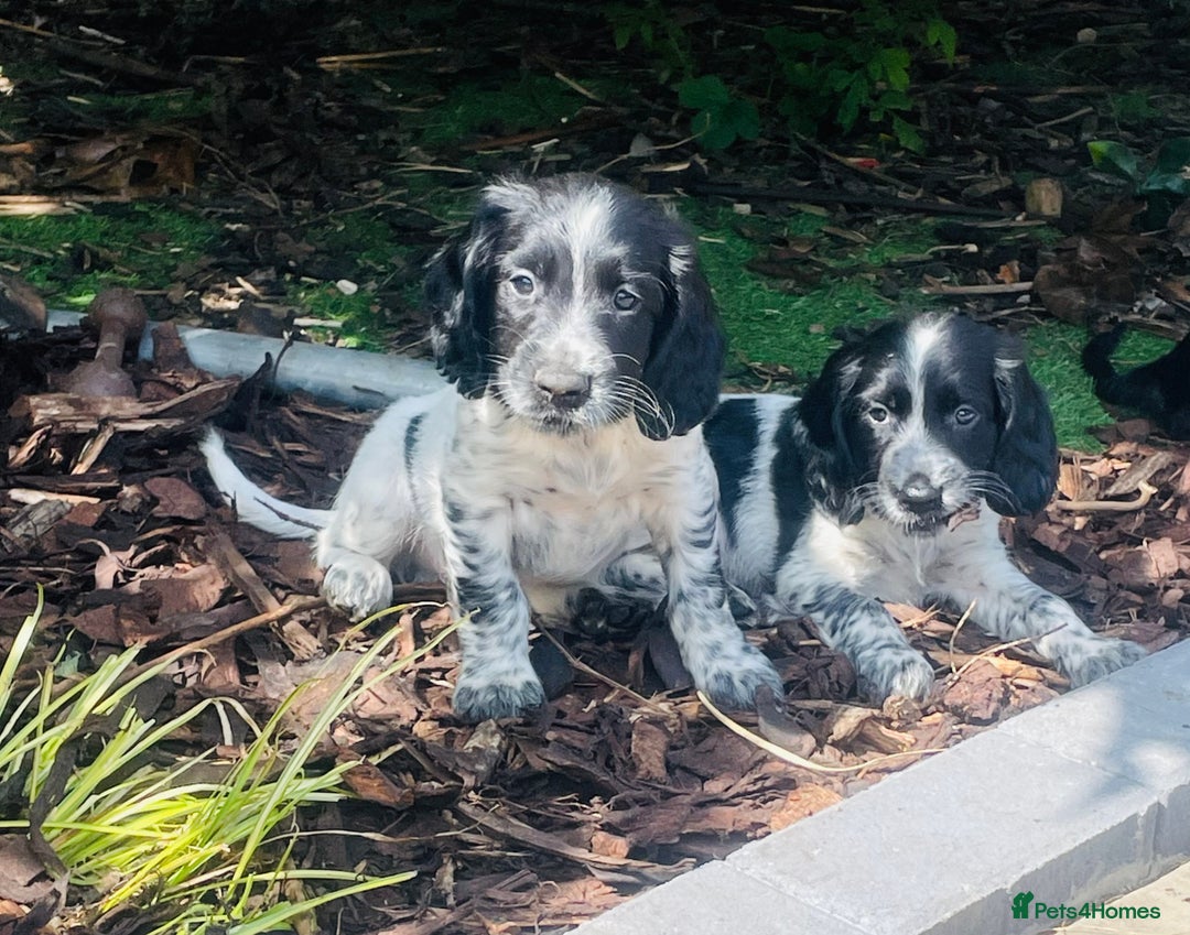 Sprocker dogs for sale: Sprocker Spaniel Puppies  in Swansea - Image 1