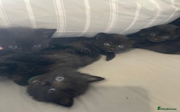 Mixed Breed cats for sale: Stunning kittens - Image 16