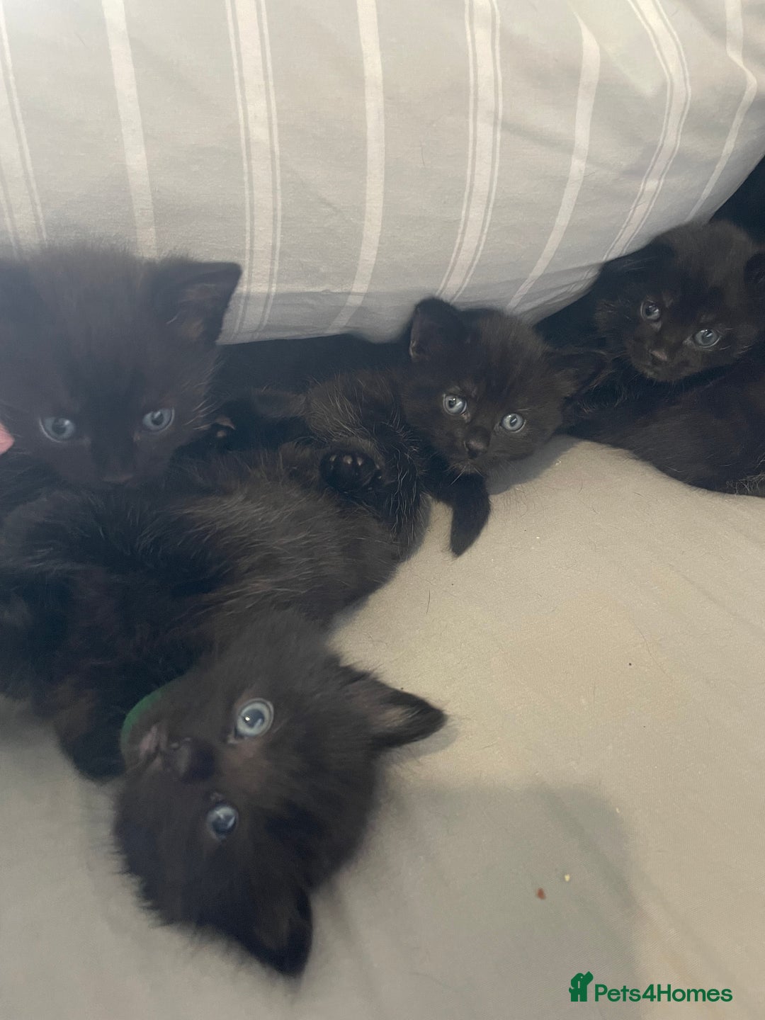 Mixed Breed cats for sale: Stunning kittens - Image 16