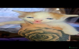Mixed Breed cats for sale: kittens for sale  - Image 7