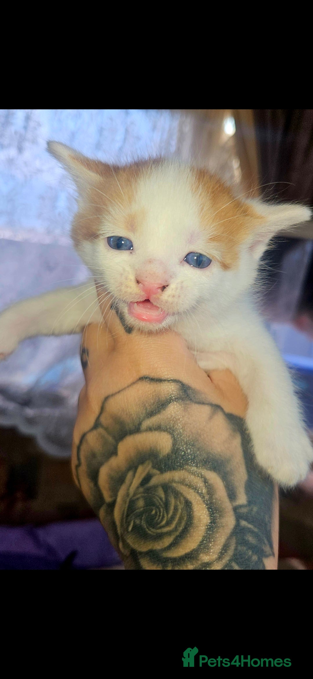 Mixed Breed cats for sale: kittens for sale  - Image 7