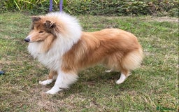 Rough Collie dogs for sale: Male puppy one year old on 4 November  - Image 2