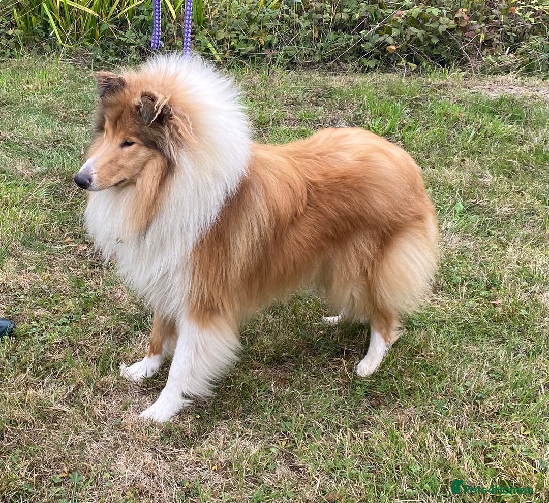 Rough Collie dogs for sale: Male puppy one year old on 4 November  - Image 2