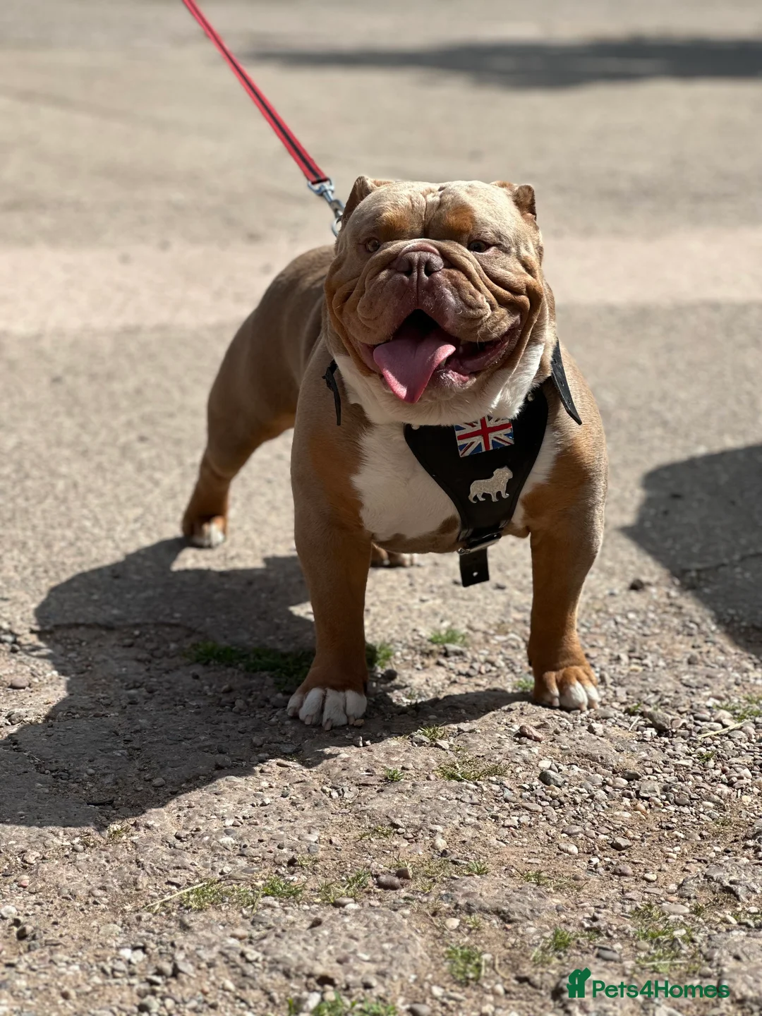English Bulldog dogs for stud: KC fluffy and curly coat carrier bulldog stud  in Birmingham - Advert 14