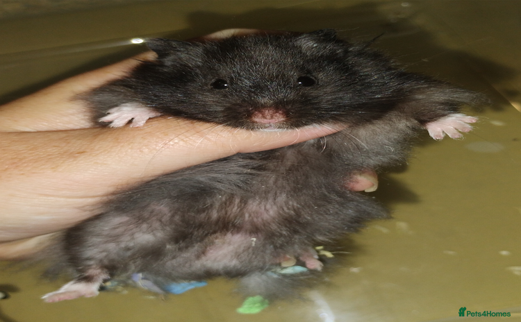 Hamster rodents - Advert 7