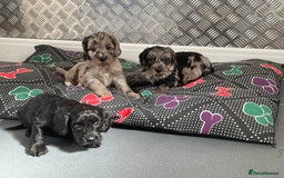 Cockapoo dogs for sale: F1 Cockapoos for sale  - Image 29
