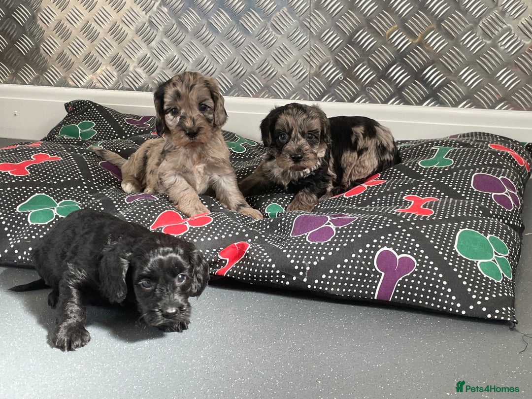 Cockapoo dogs for sale: F1 Cockapoos for sale  - Image 29