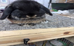 Mini Lop rabbits for sale: Multiple Litters of BRC rung baby Minilops  - Advert 10