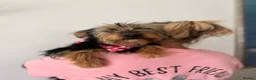 Mixed Breed dogs for adoption: Little Luna - Advert 13