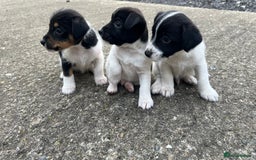 Jack Russell dogs for sale: Jack Russell puppies for sale  - Image 1