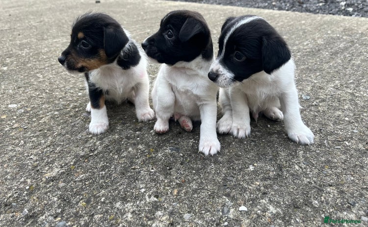 Jack Russell dogs - Advert 1