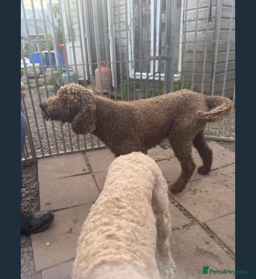 Goldendoodle dogs for sale: Golden doodle F1B stunning puppies  - Advert 12