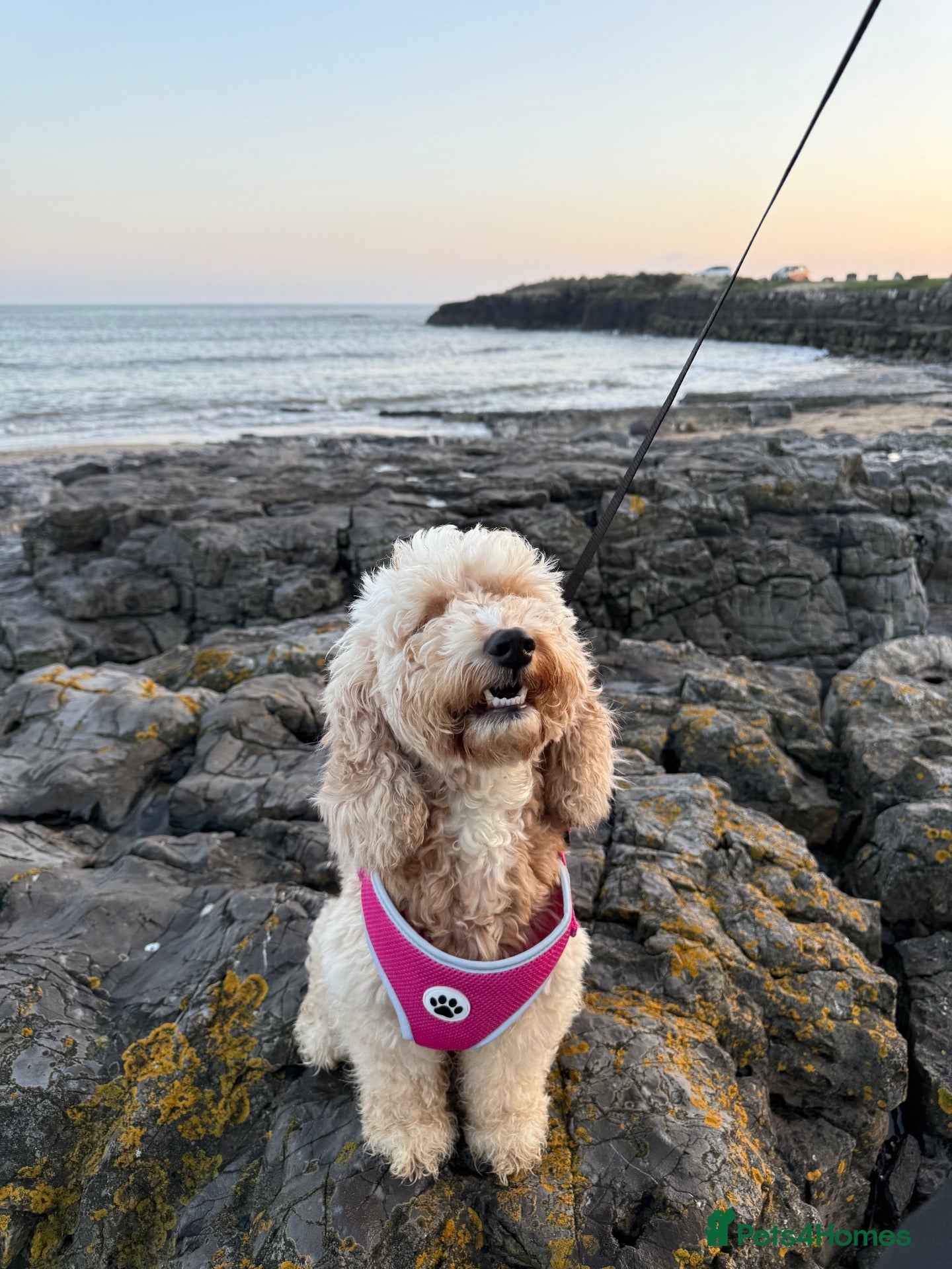 Cockapoo dogs 6yo female cocapoo - Advert 3