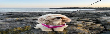 Cockapoo 1