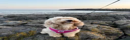Cockapoo dogs for sale: 6yo female cocapoo - Advert 1