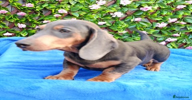 Miniature Dachshund dogs READY NOW STANDARD KC REG DACHSUNDS PRA CLR  - Advert 2