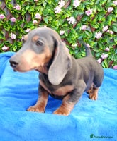 Miniature Dachshund dogs READY NOW STANDARD KC REG DACHSUNDS PRA CLR - Advert 2
