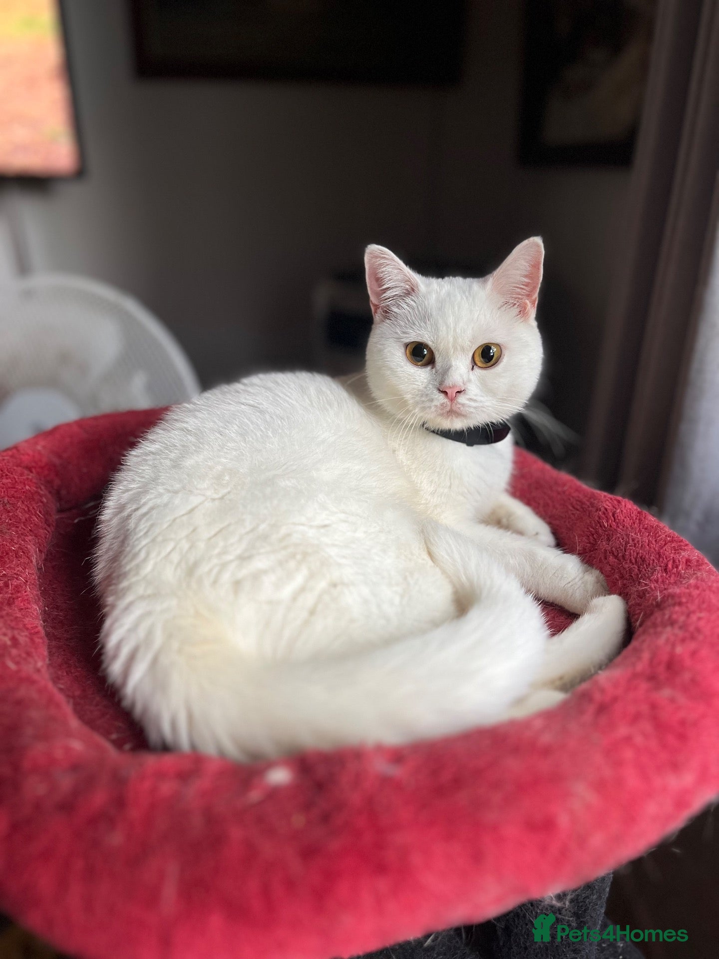 British Shorthair cats Gccf British Shorthair kittens  - Advert 2