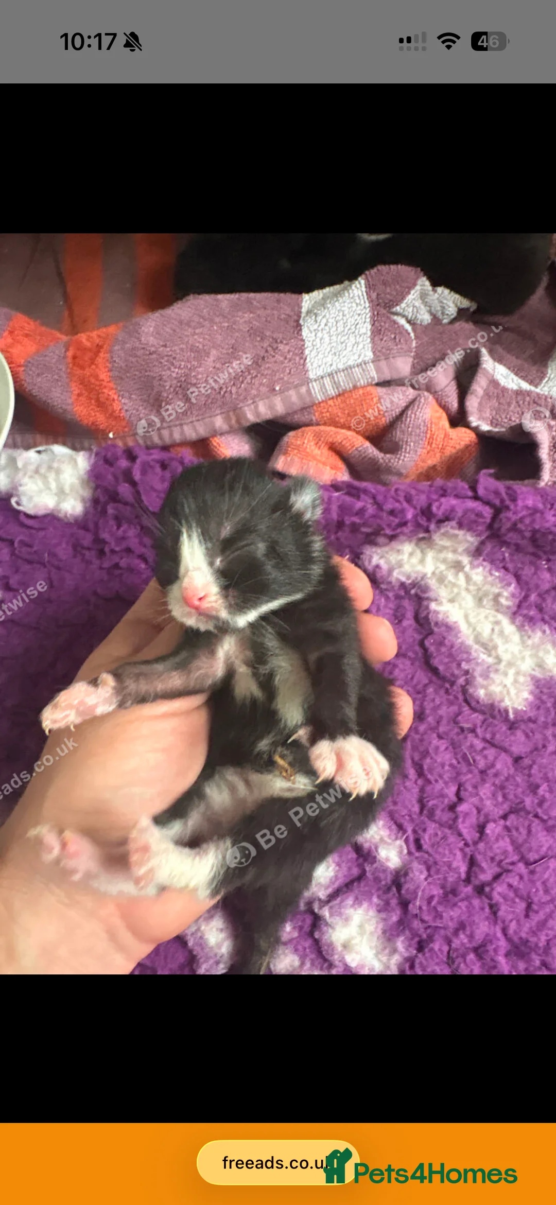 Mixed Breed cats for sale: 🐾 6 Beautiful Black & White Kittens for Sale 🐾 - Advert 7