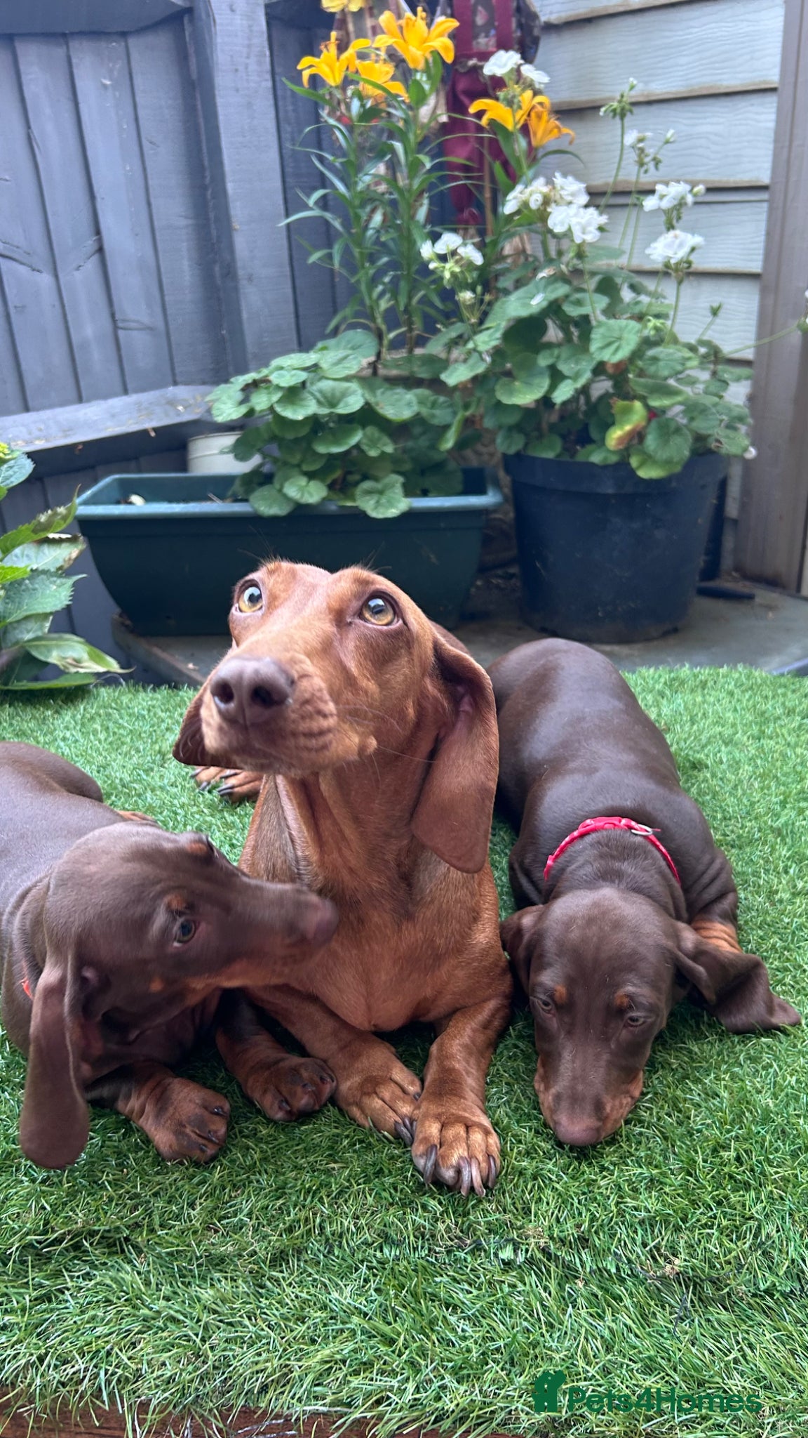 Dachshund Puppy 7